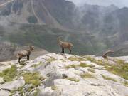 Des bouquetins au Grand Galibier 